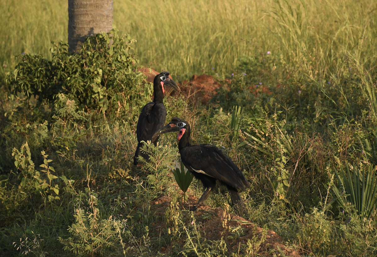 Abyssinian Ground-Hornbill - ML641277017