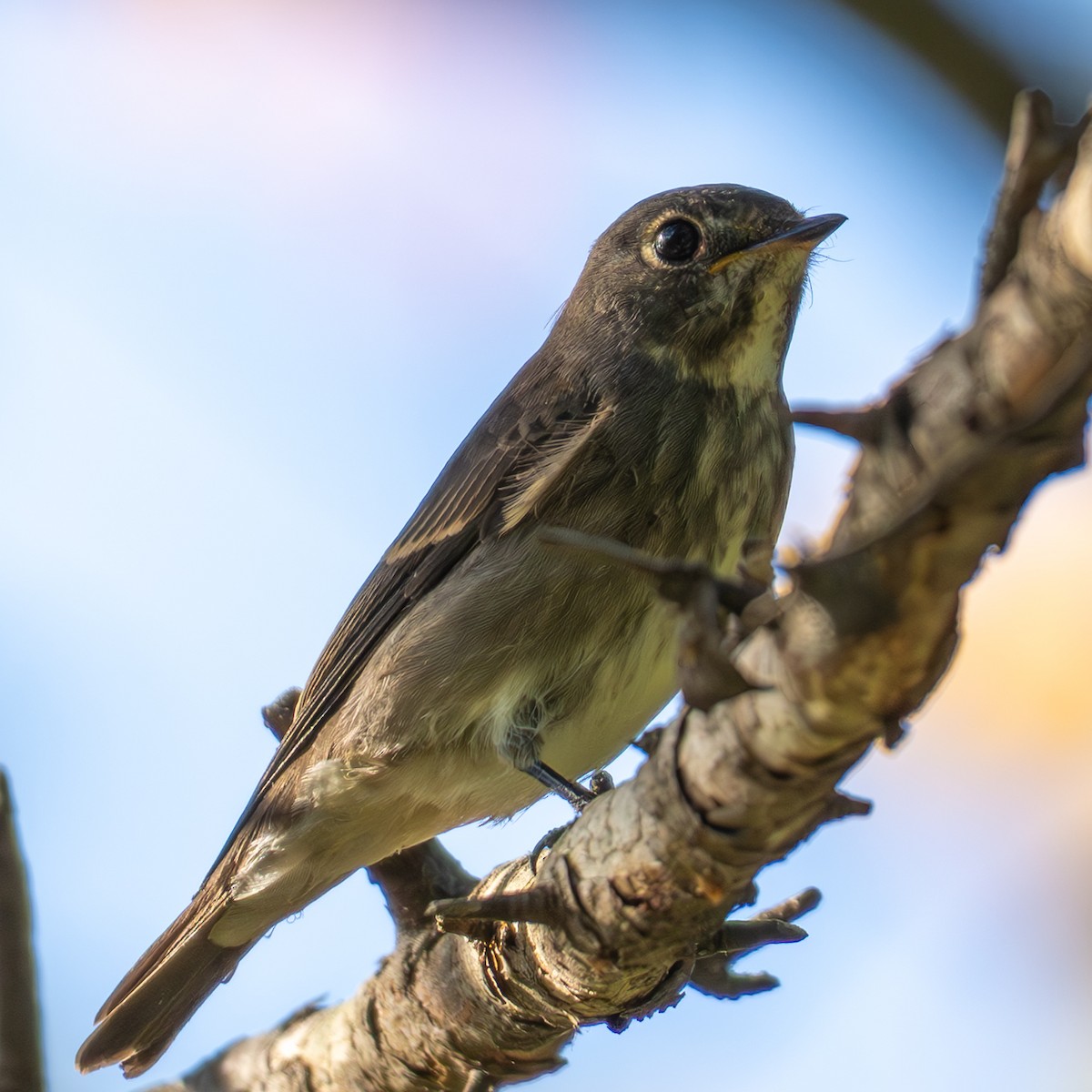Euli-txori siberiarra - ML641277095