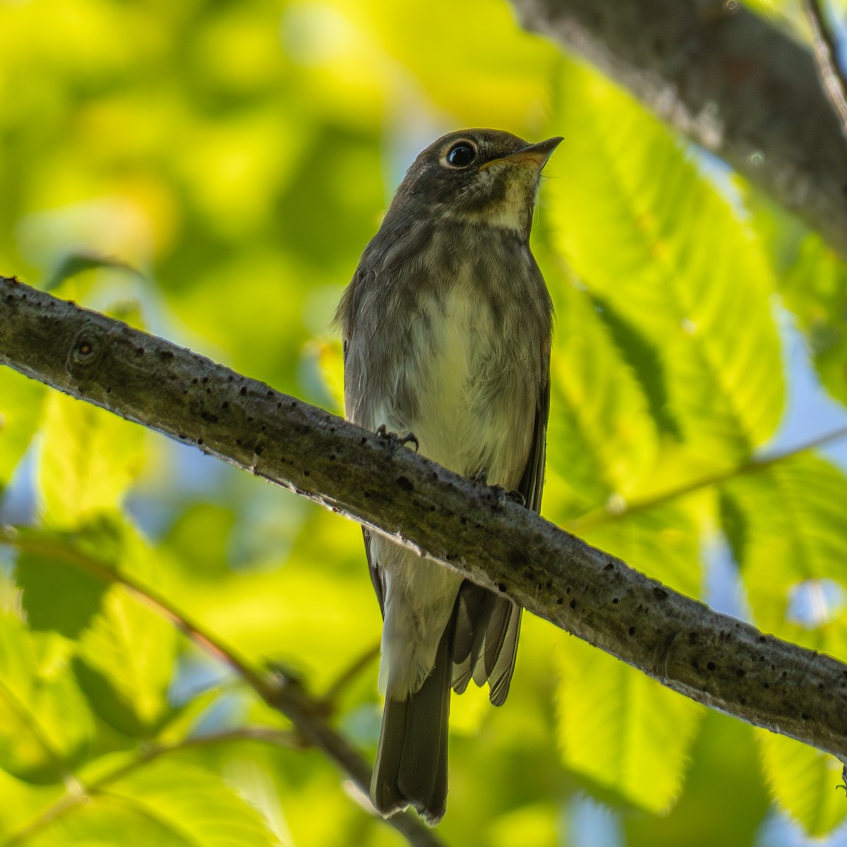 Euli-txori siberiarra - ML641277097