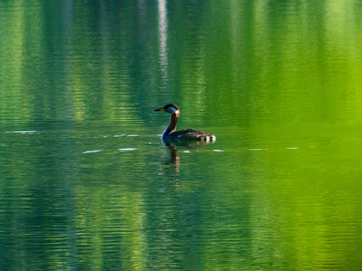 Red-necked Grebe - ML641277137