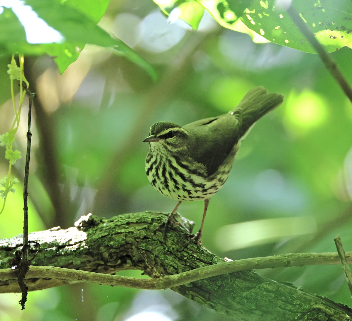 Northern Waterthrush - ML641277161