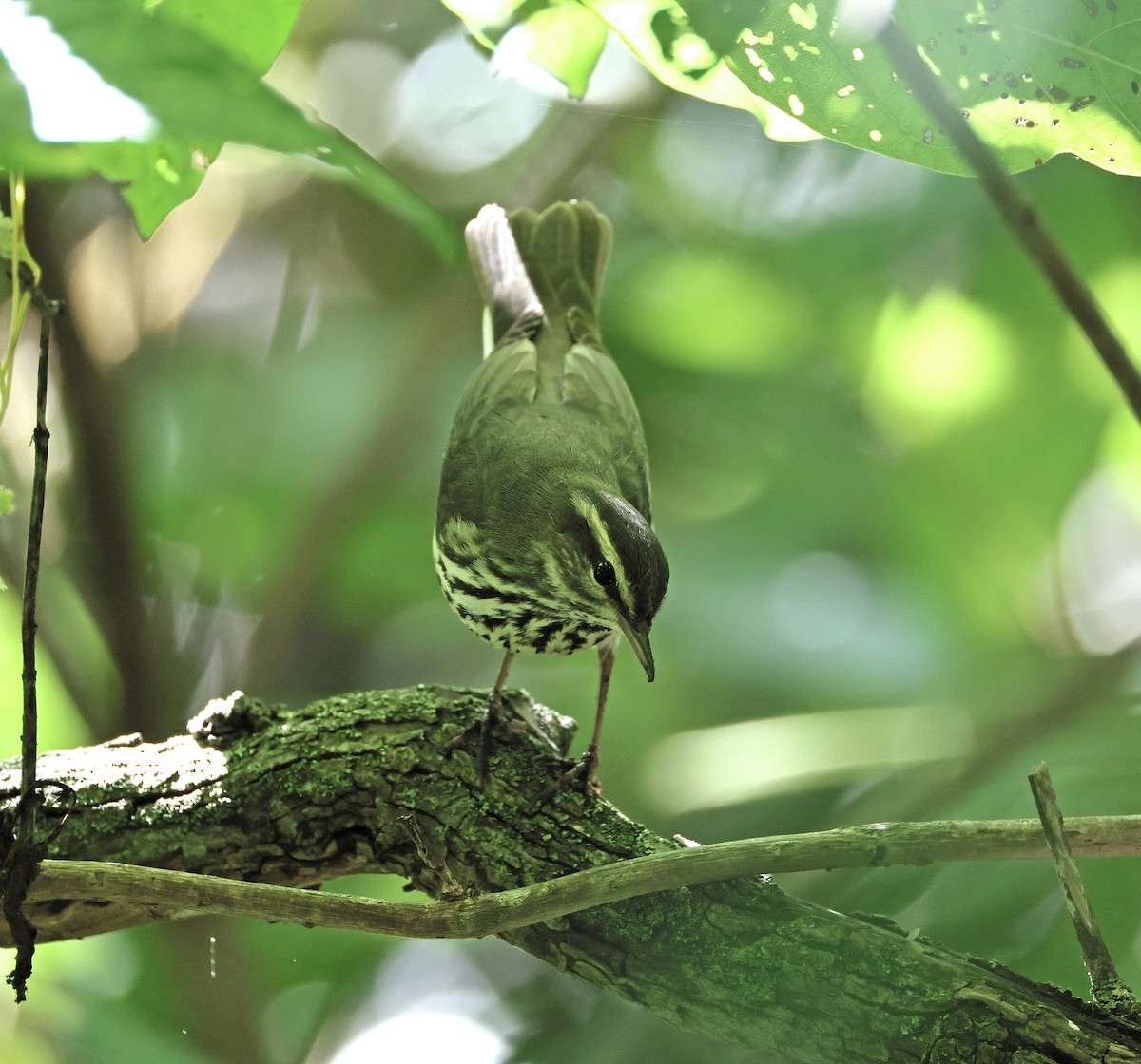 Northern Waterthrush - ML641277162