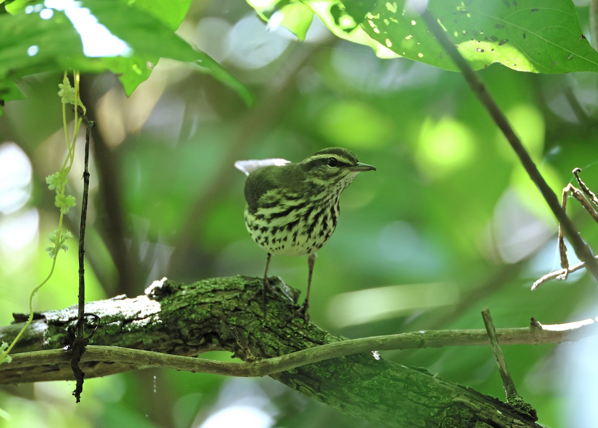 Northern Waterthrush - ML641277163