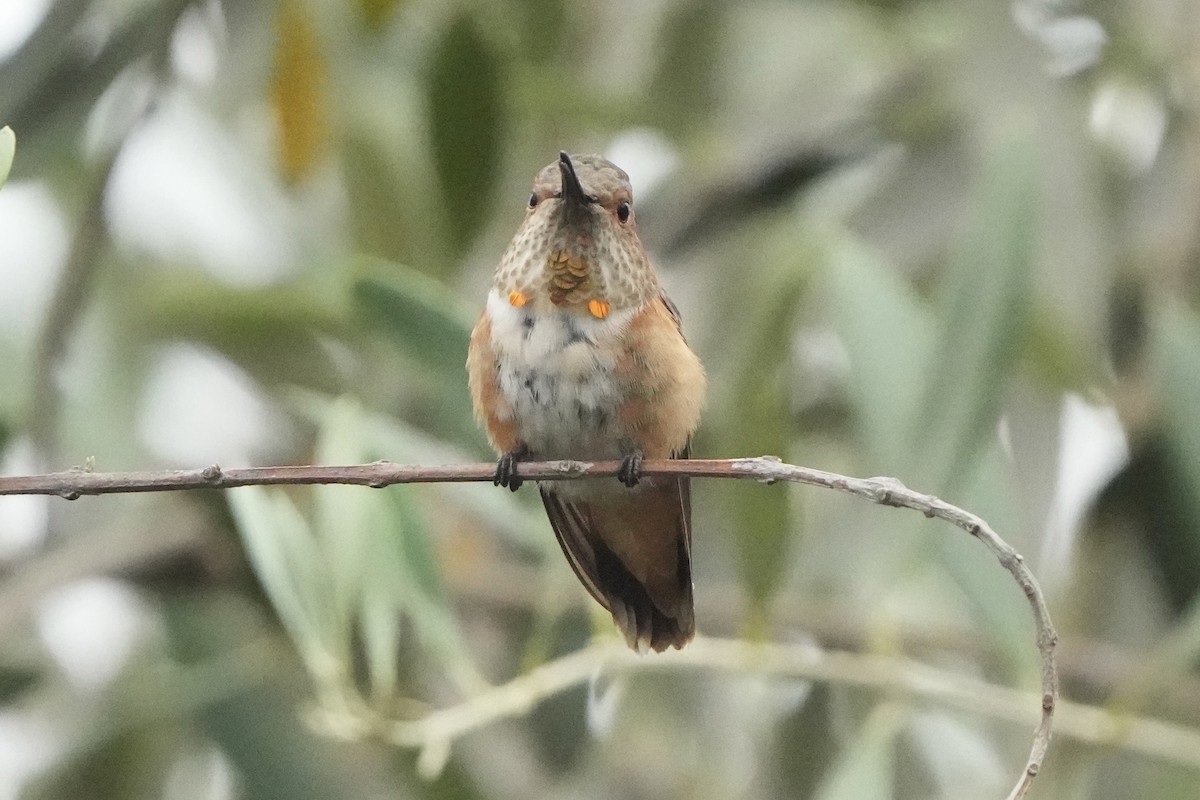 Allen's Hummingbird - ML641277176
