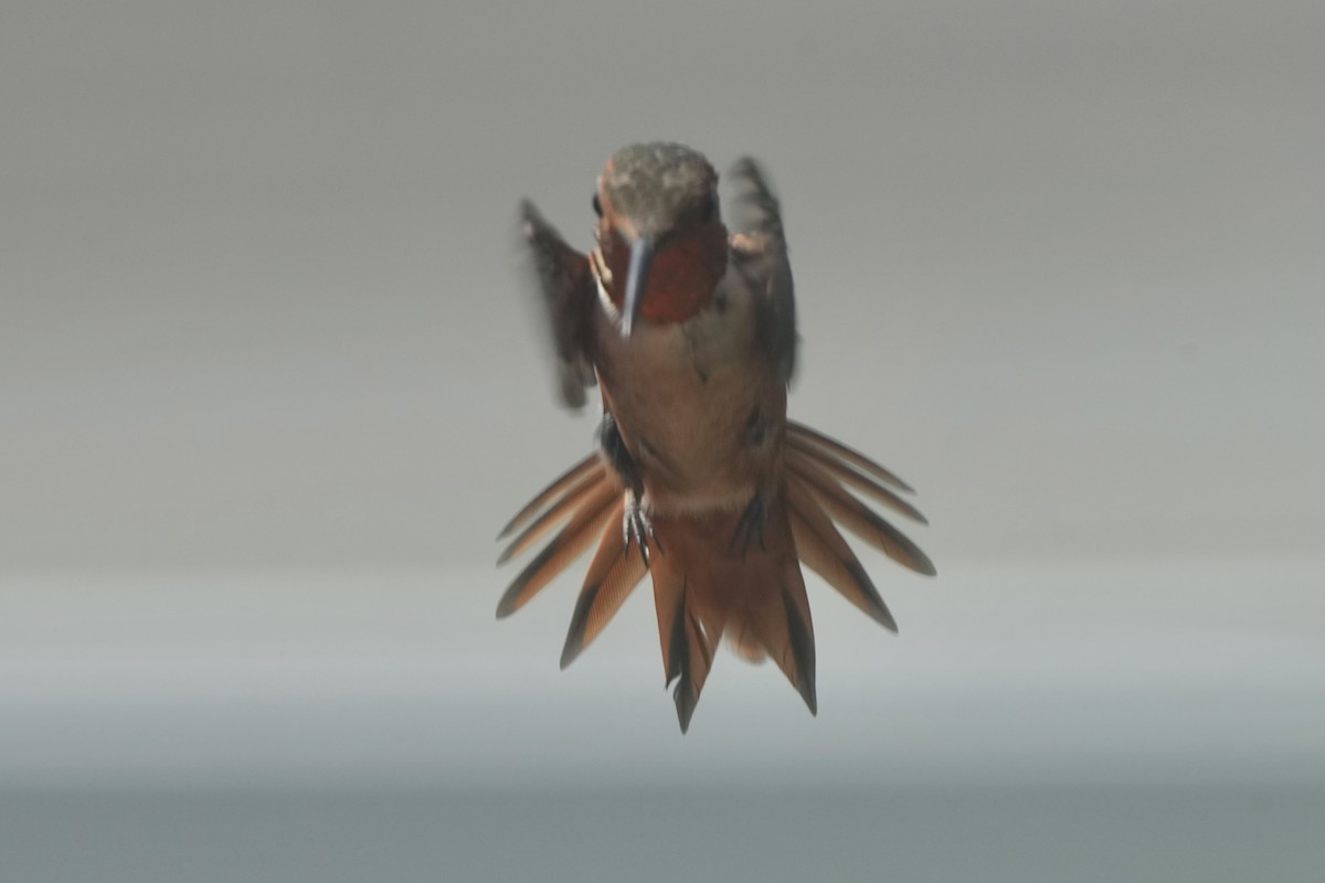 Allen's Hummingbird - ML641277178