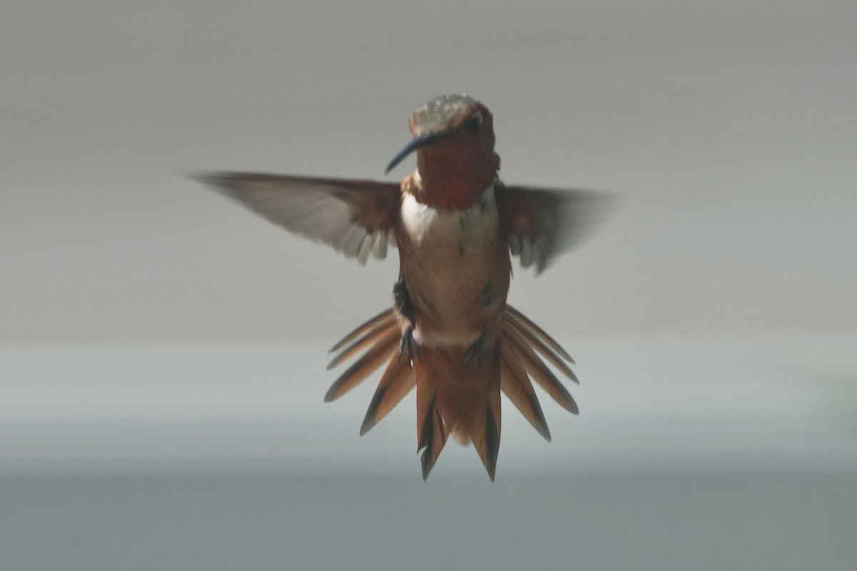Allen's Hummingbird - ML641277179