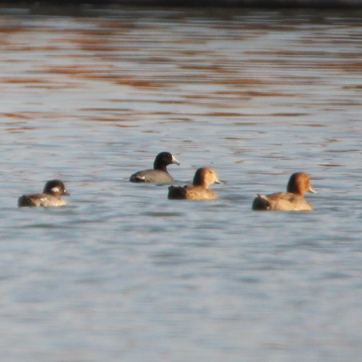 Bufflehead - ML641277181