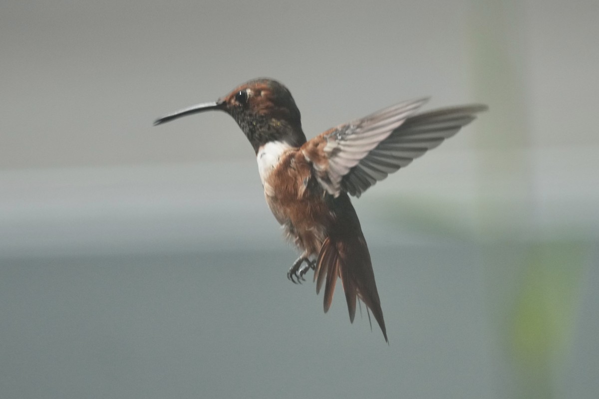 Allen's Hummingbird - ML641277183