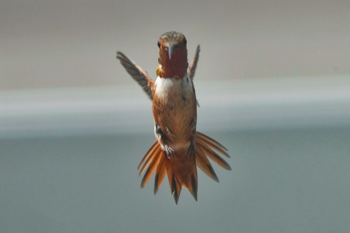 Allen's Hummingbird - ML641277185