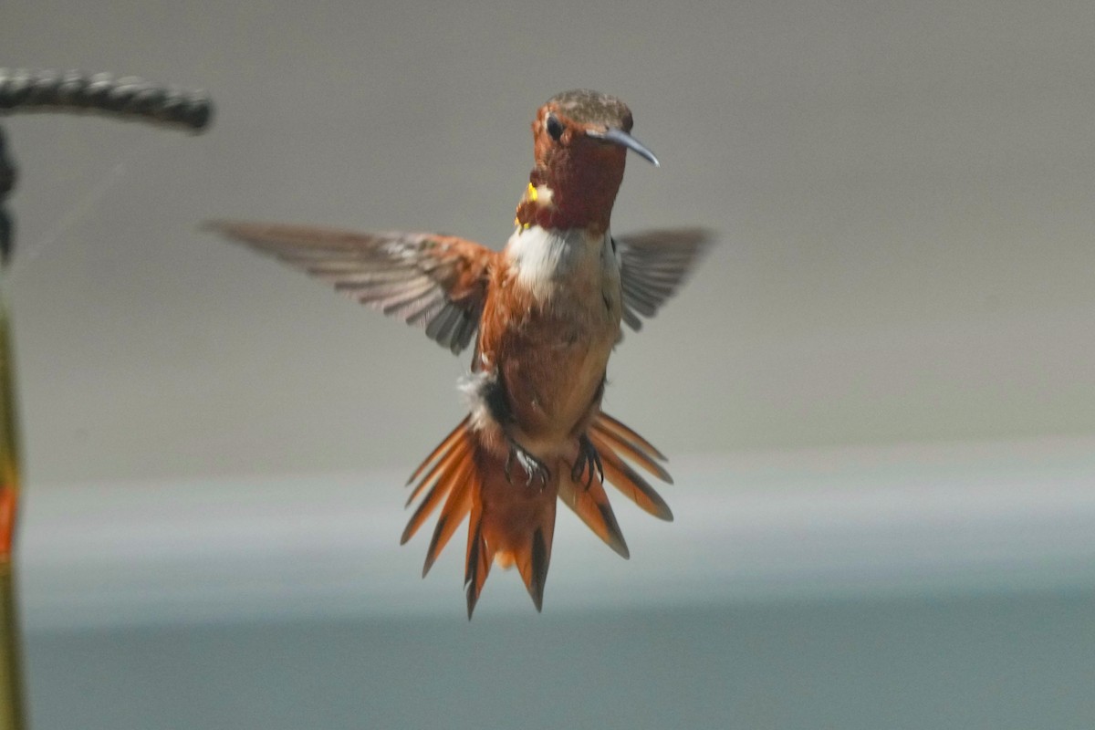 Allen's Hummingbird - ML641277186