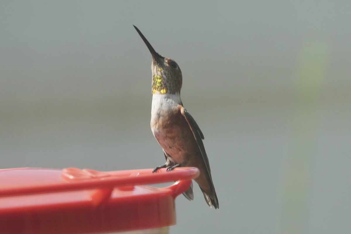 Allen's Hummingbird - ML641277187
