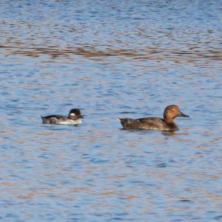 Bufflehead - ML641277189