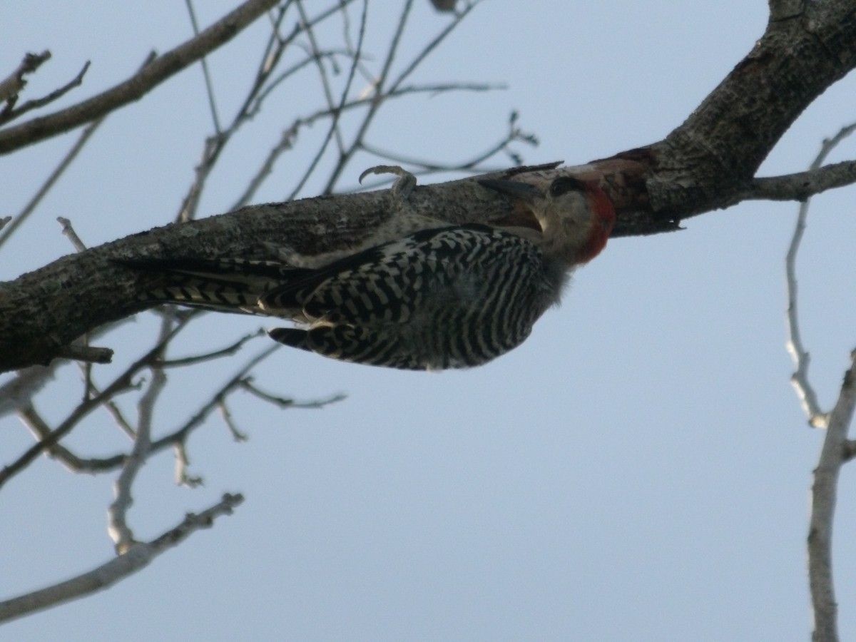 West Indian Woodpecker - ML641277194