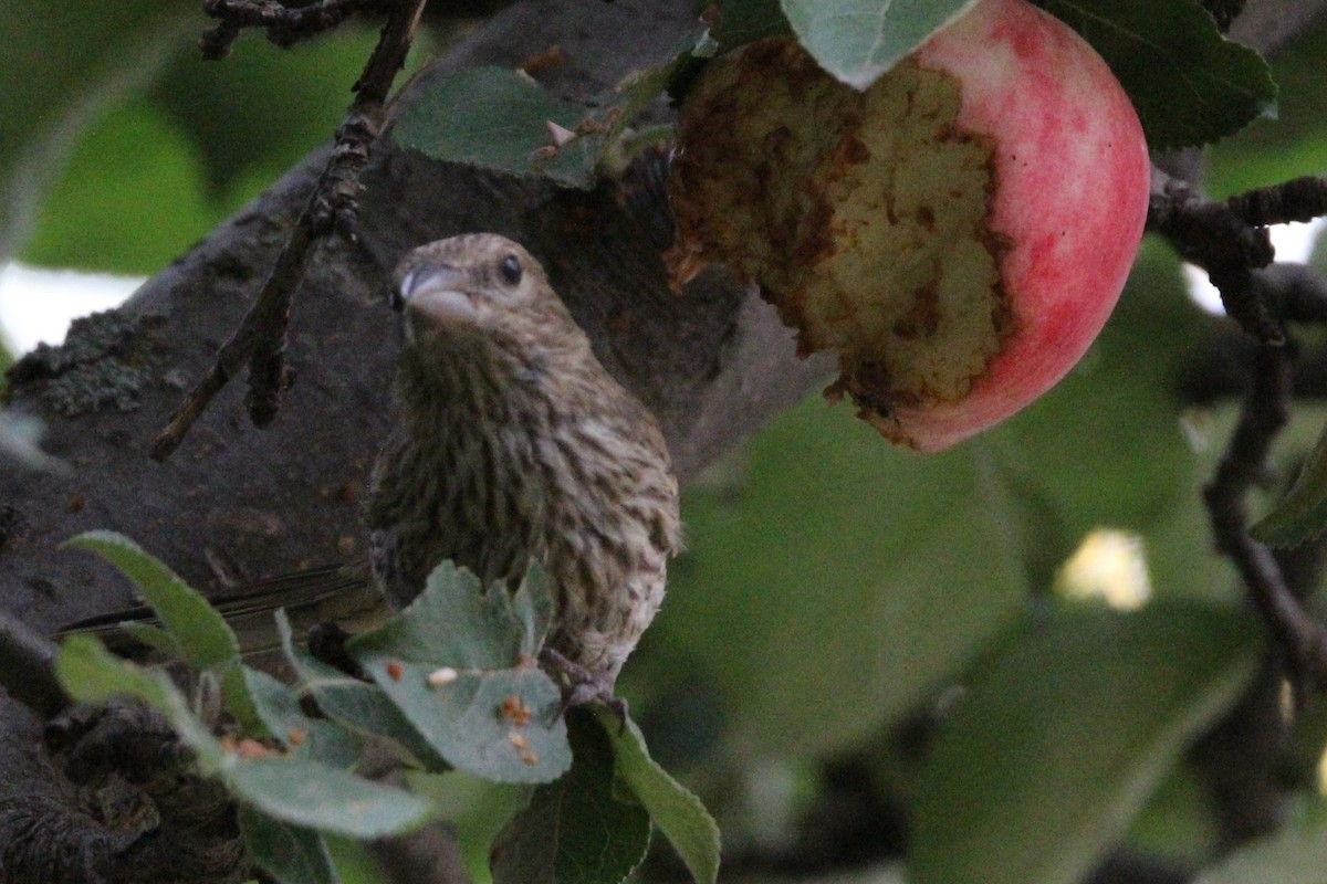 House Finch - ML641277195