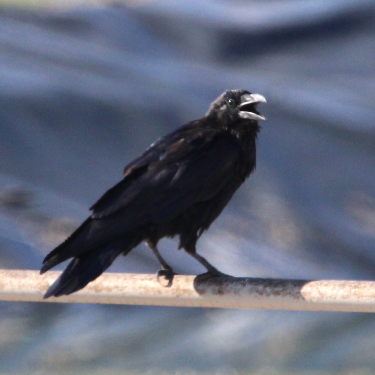 Common Raven - ML641277206