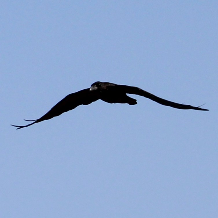 Common Raven - ML641277208