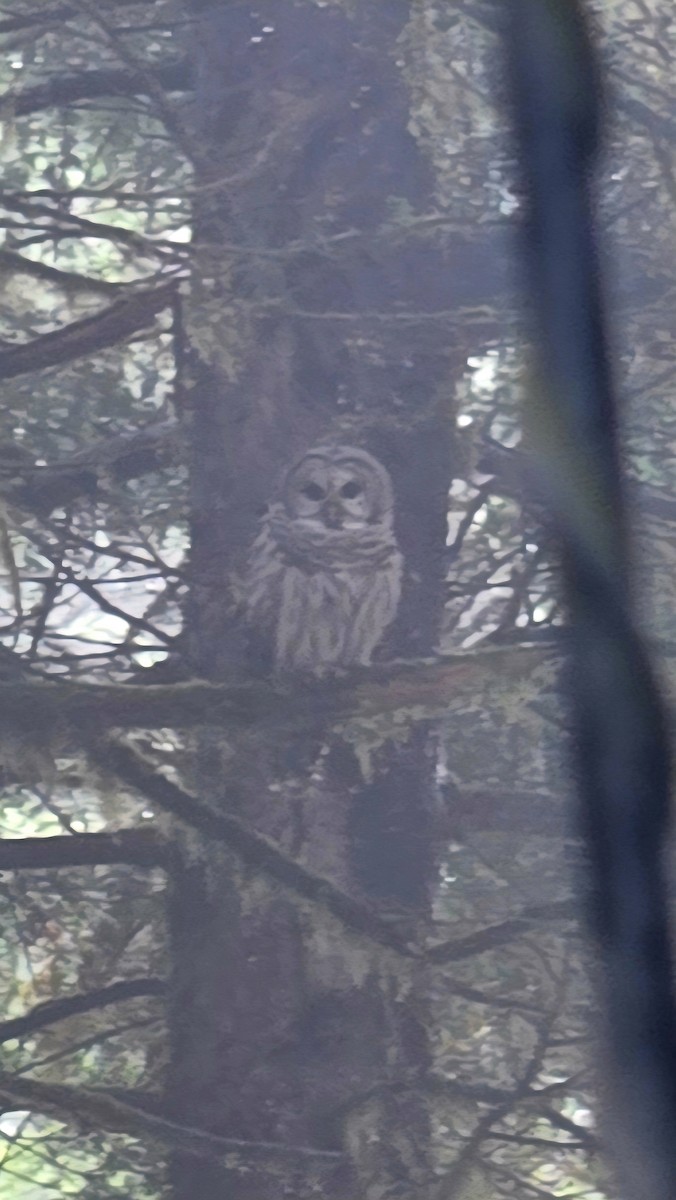 Barred Owl - ML641277209