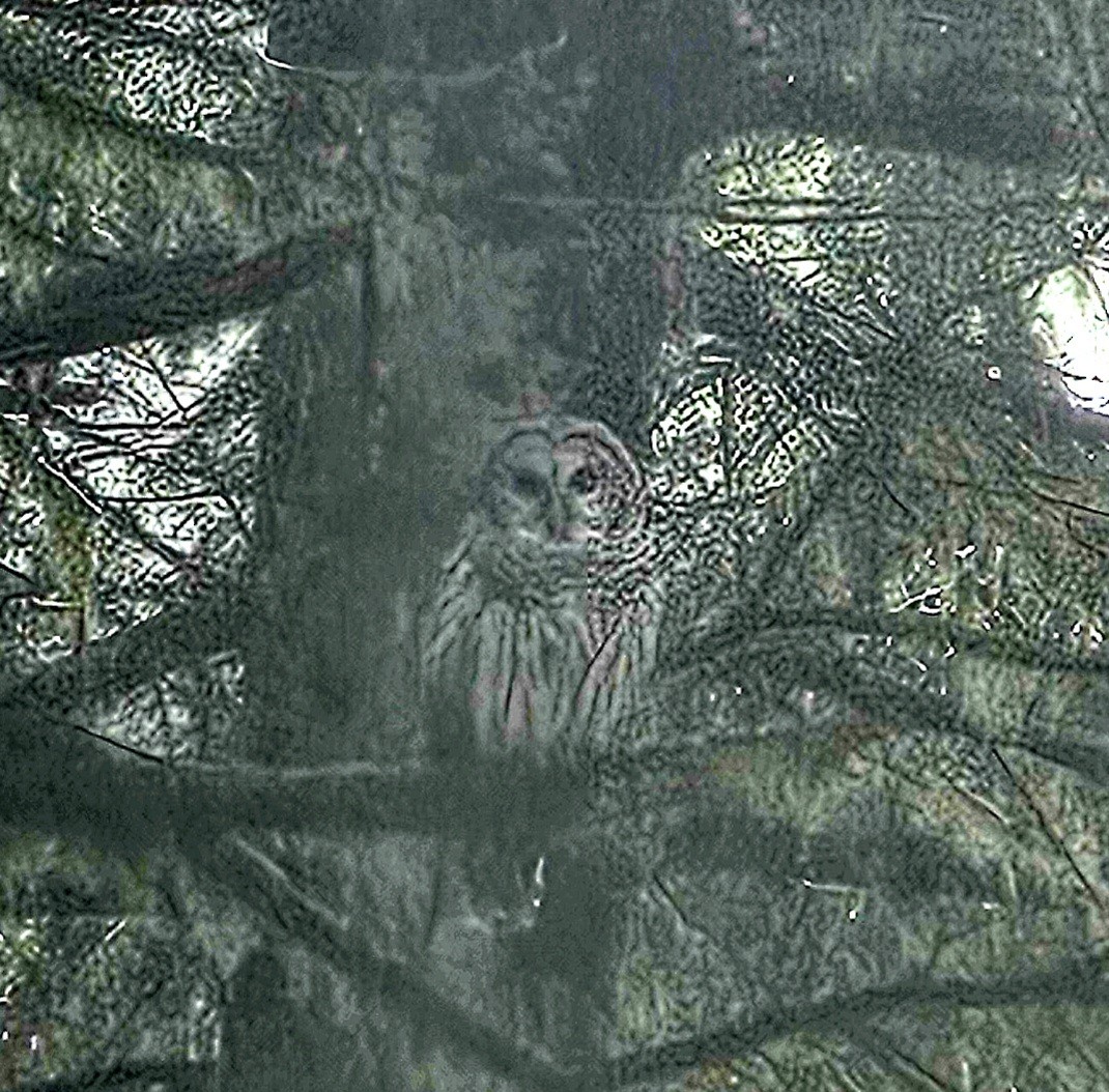 Barred Owl - ML641277223