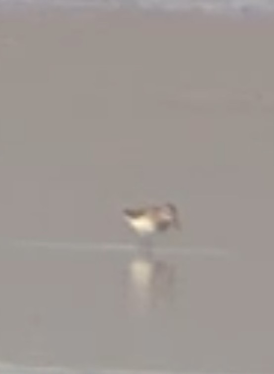 Calidris sp. - ML641277224