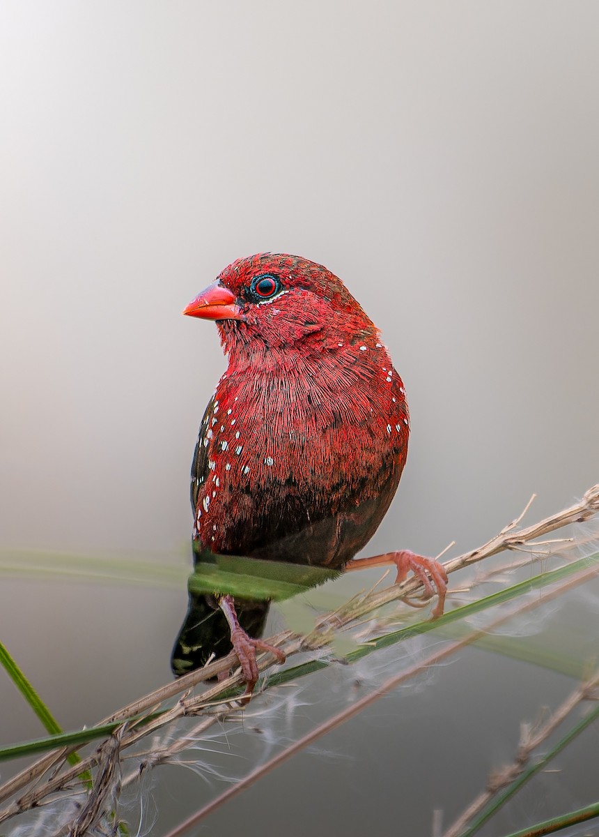 Red Avadavat - ML641277230