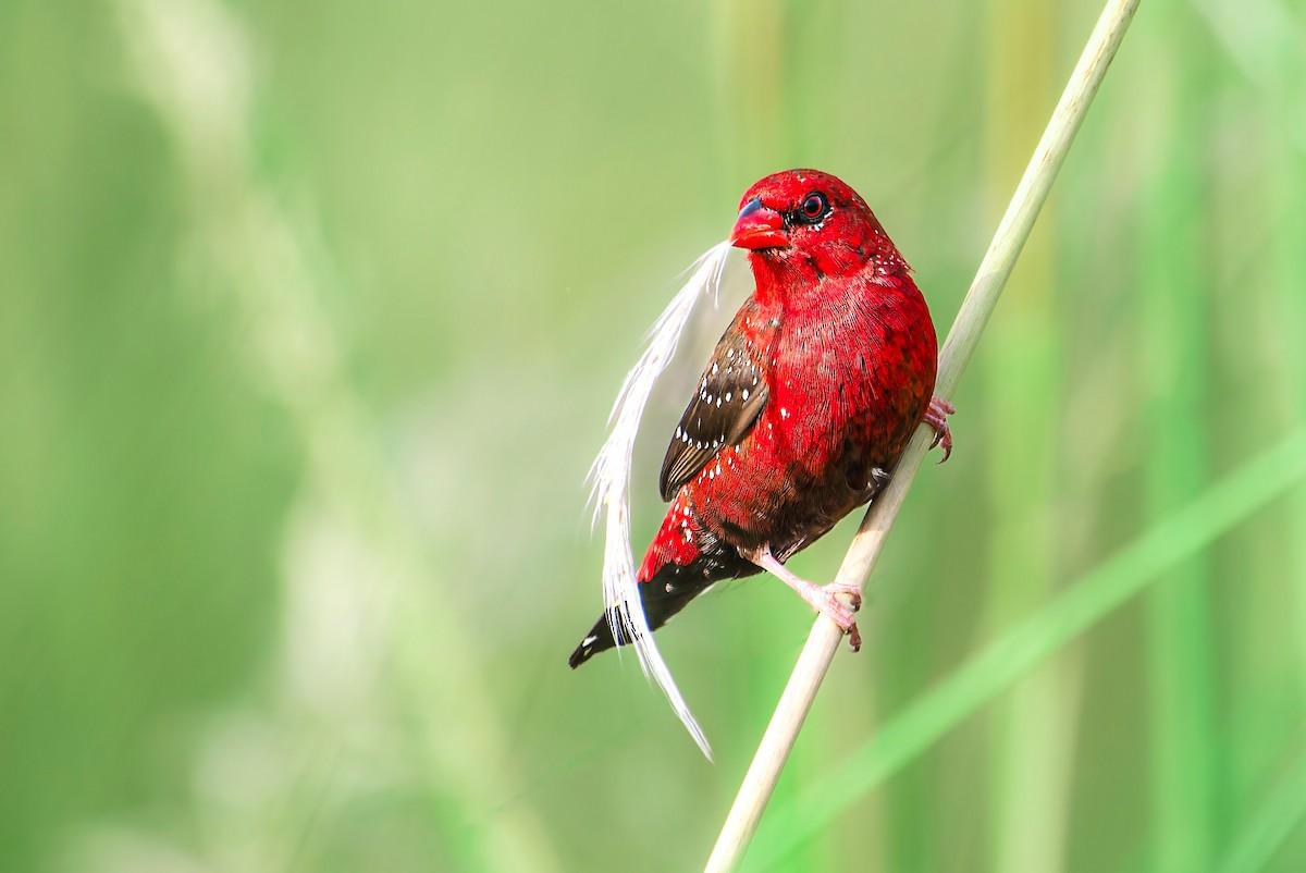 Red Avadavat - ML641277231
