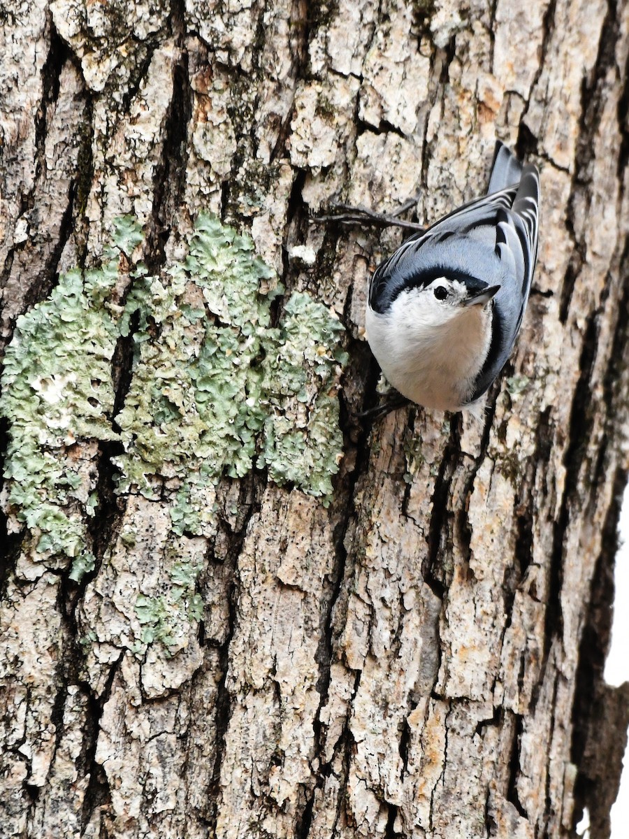 White-breasted Nuthatch - ML641277255