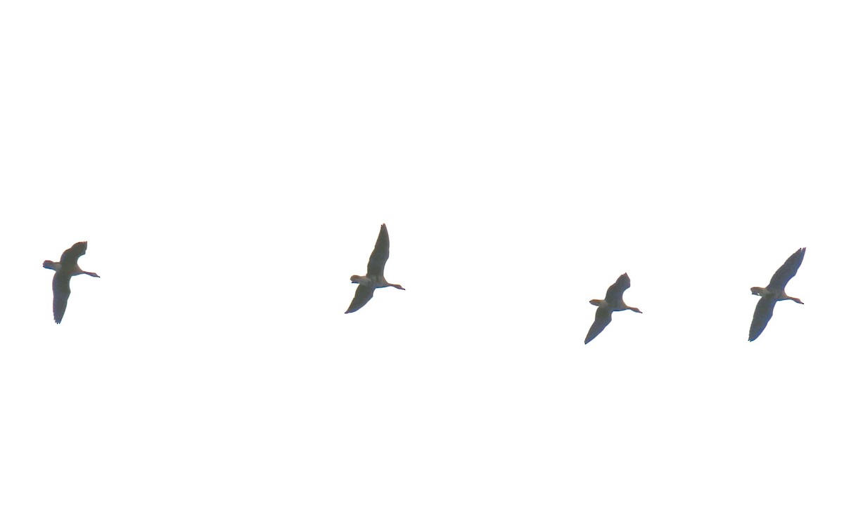 Greater White-fronted Goose - ML641277265
