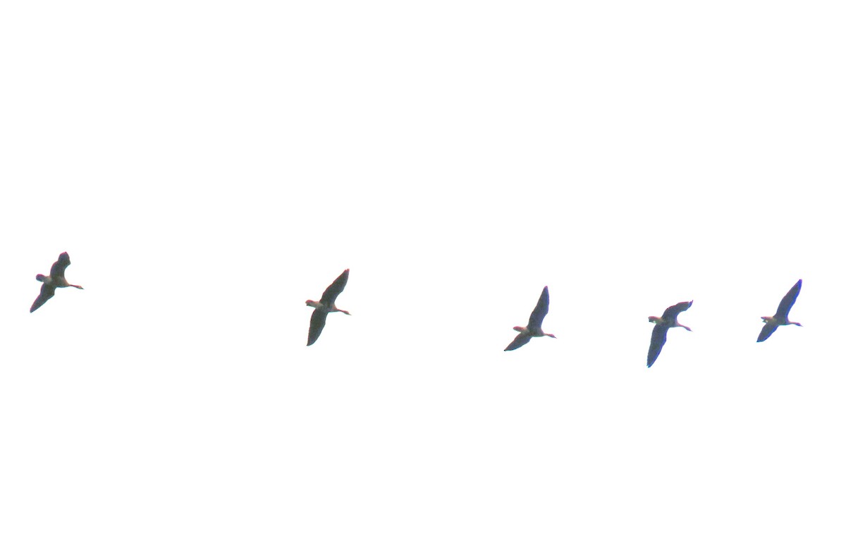 Greater White-fronted Goose - ML641277270