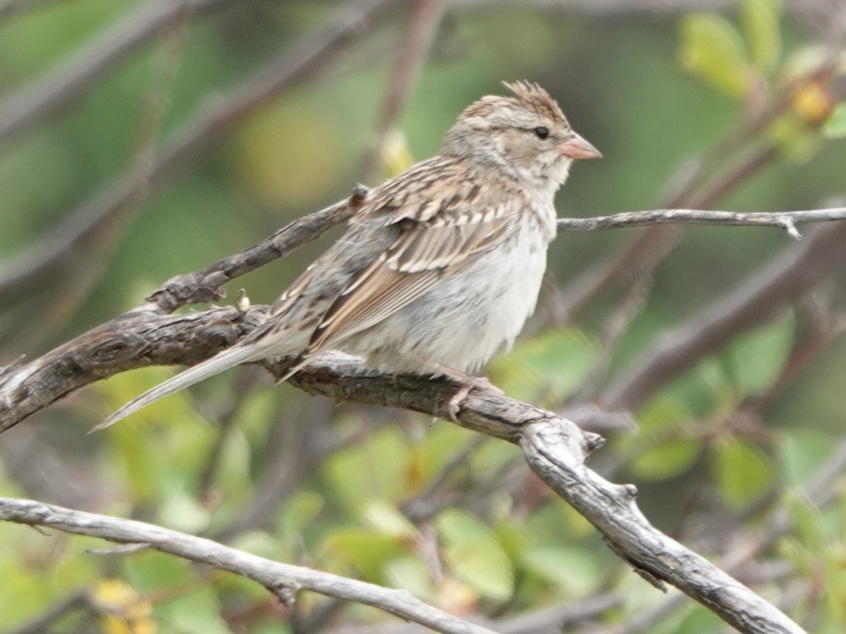 Chipping Sparrow - ML641277272