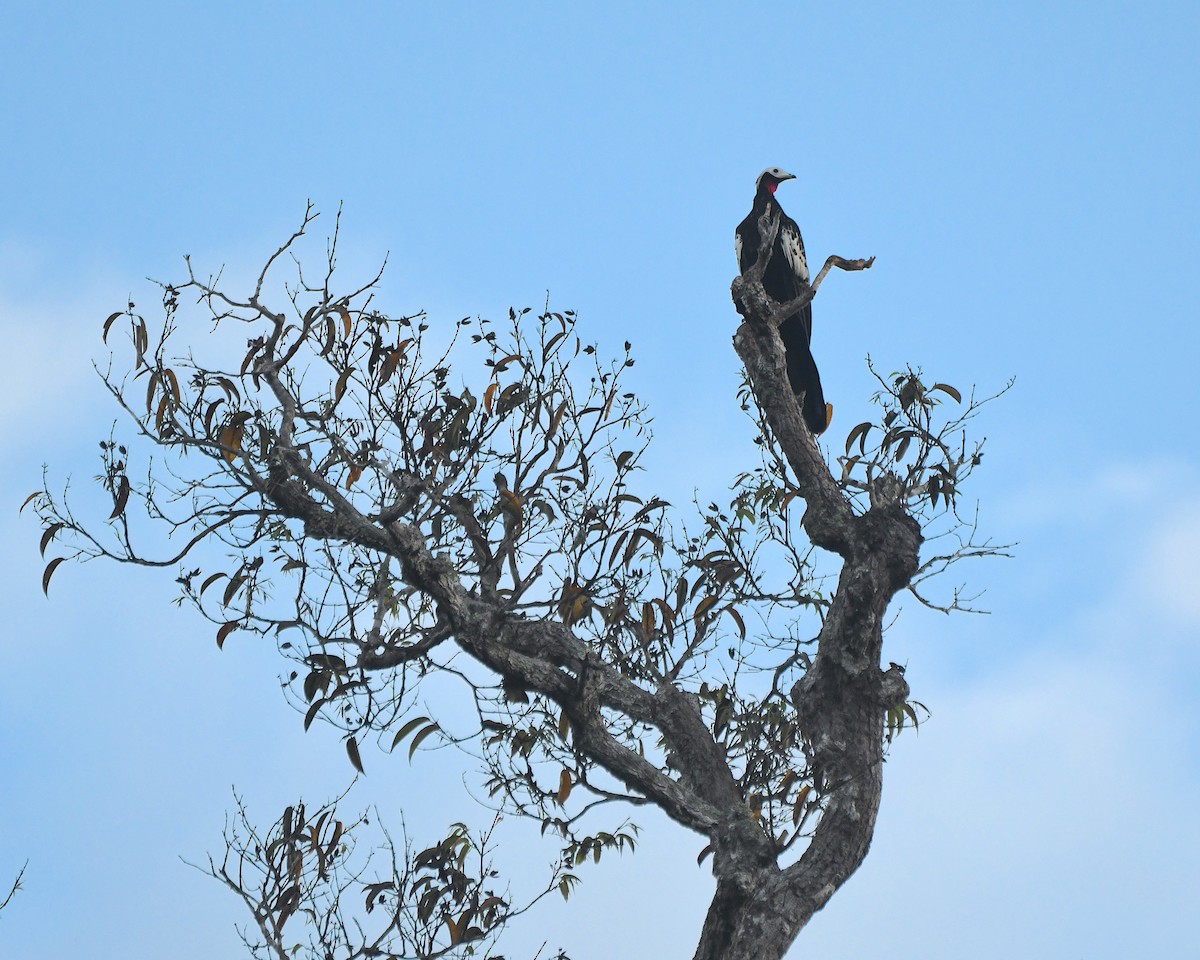 Red-throated Piping-Guan - ML641277294