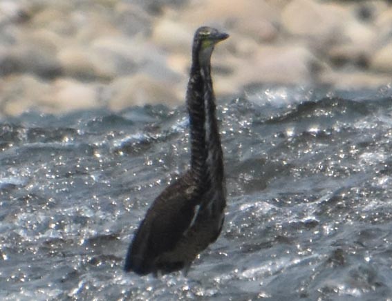 Fasciated Tiger-Heron - ML641277295