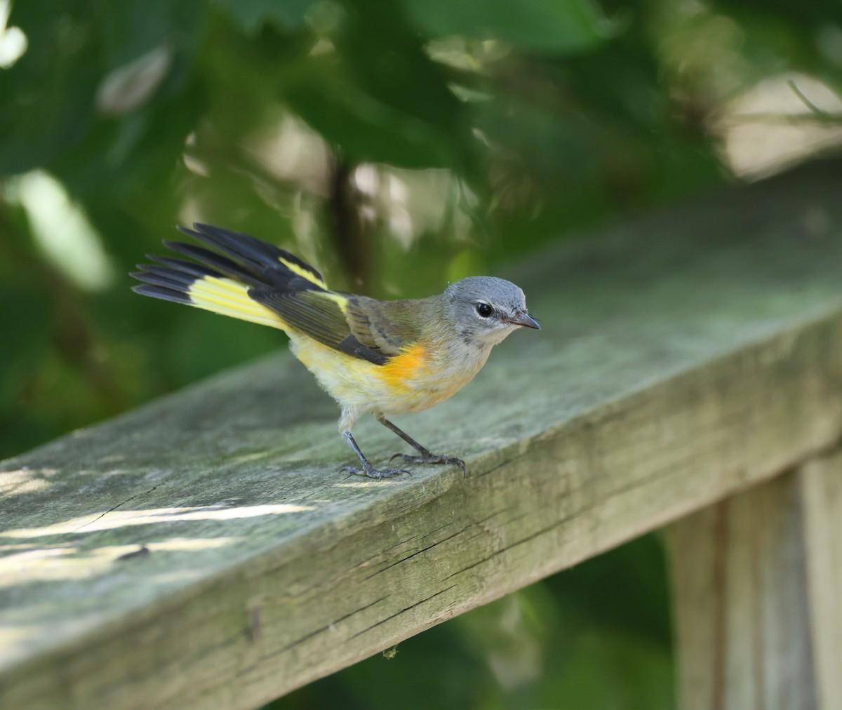 American Redstart - ML641277298