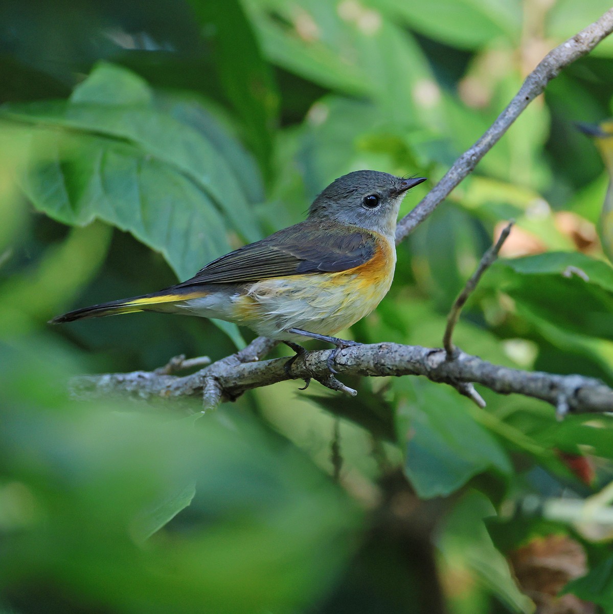 American Redstart - ML641277299