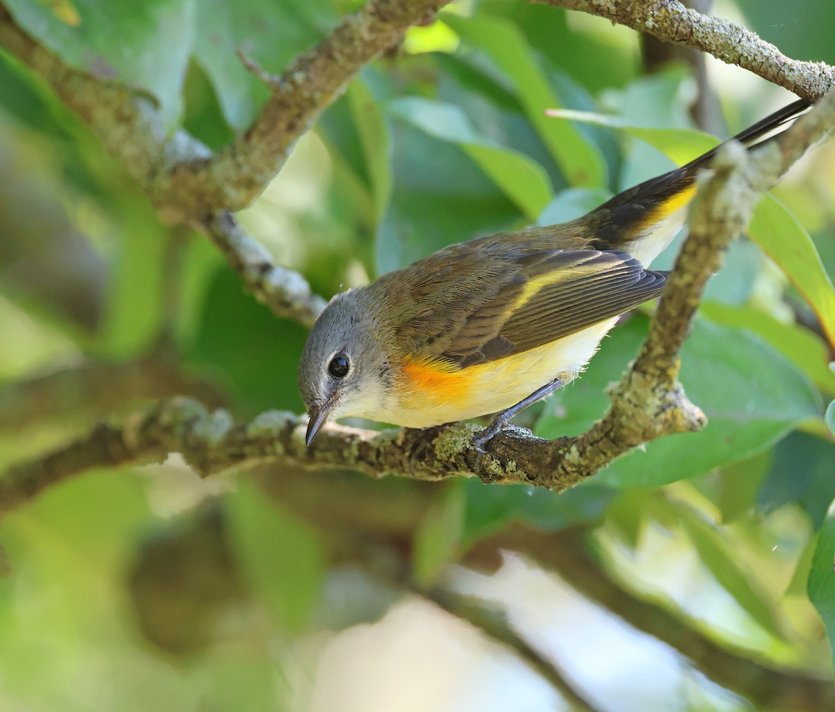 American Redstart - ML641277300