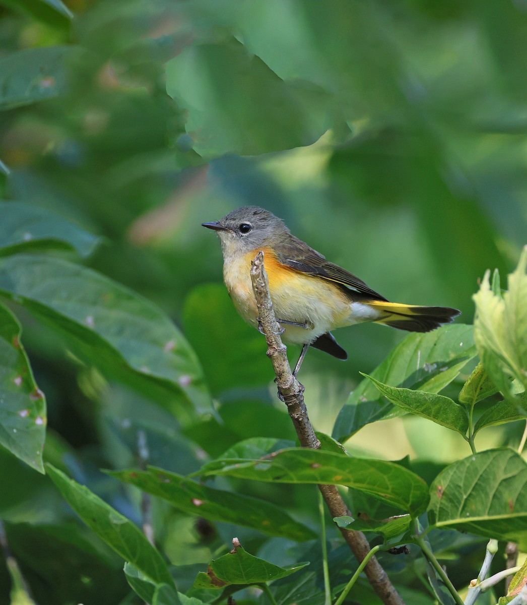American Redstart - ML641277301