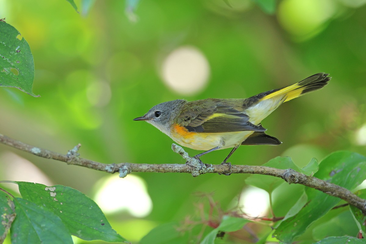 American Redstart - ML641277302