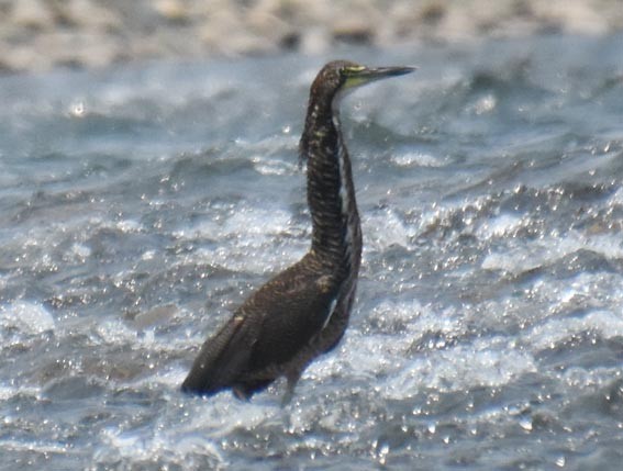Fasciated Tiger-Heron - ML641277303