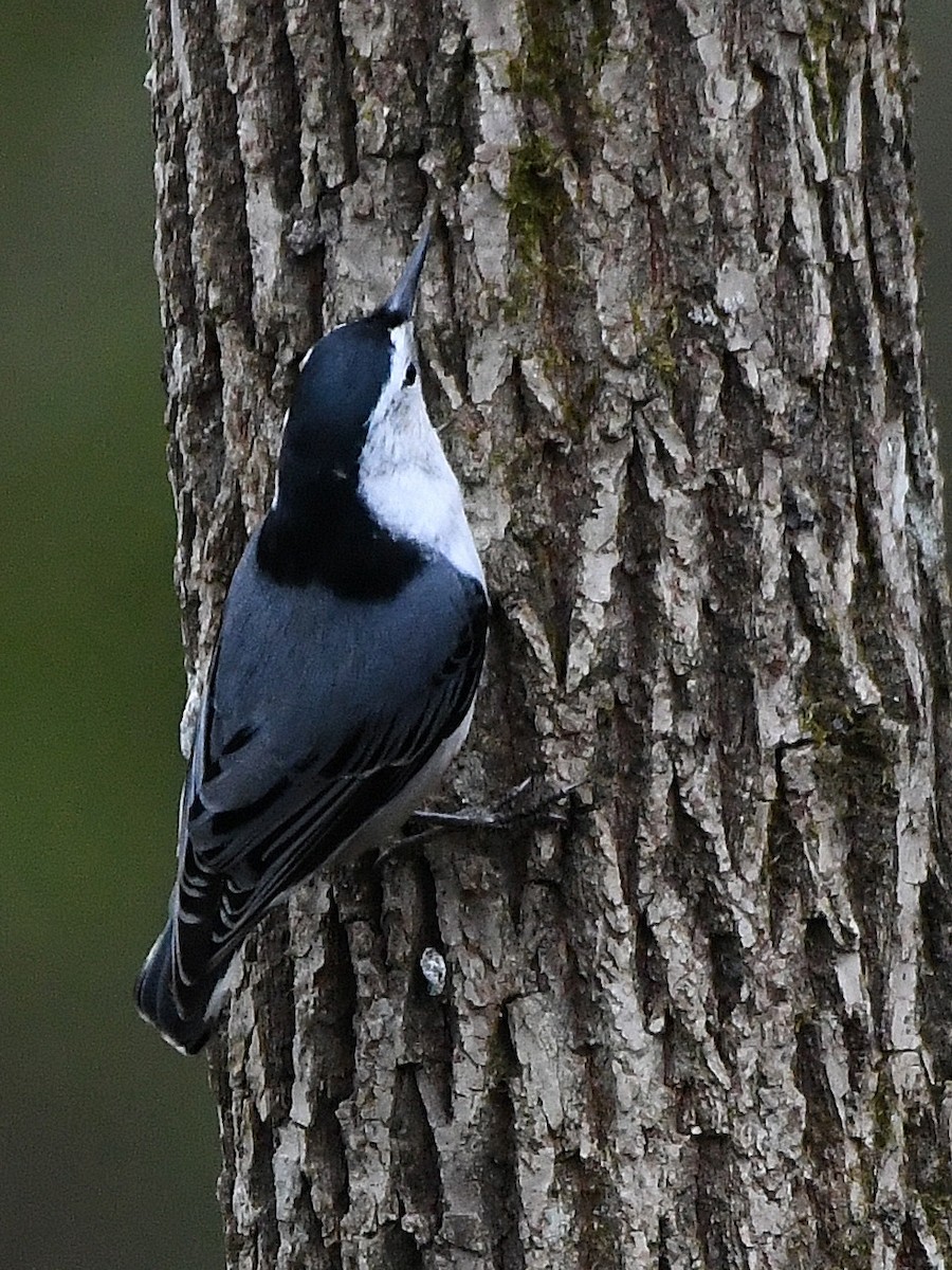 White-breasted Nuthatch - ML641277304
