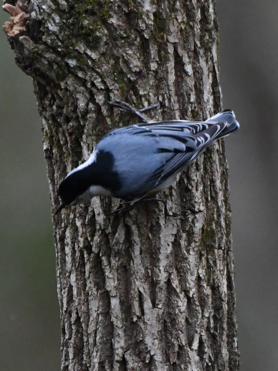 White-breasted Nuthatch - ML641277305