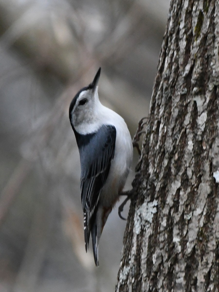 White-breasted Nuthatch - ML641277307