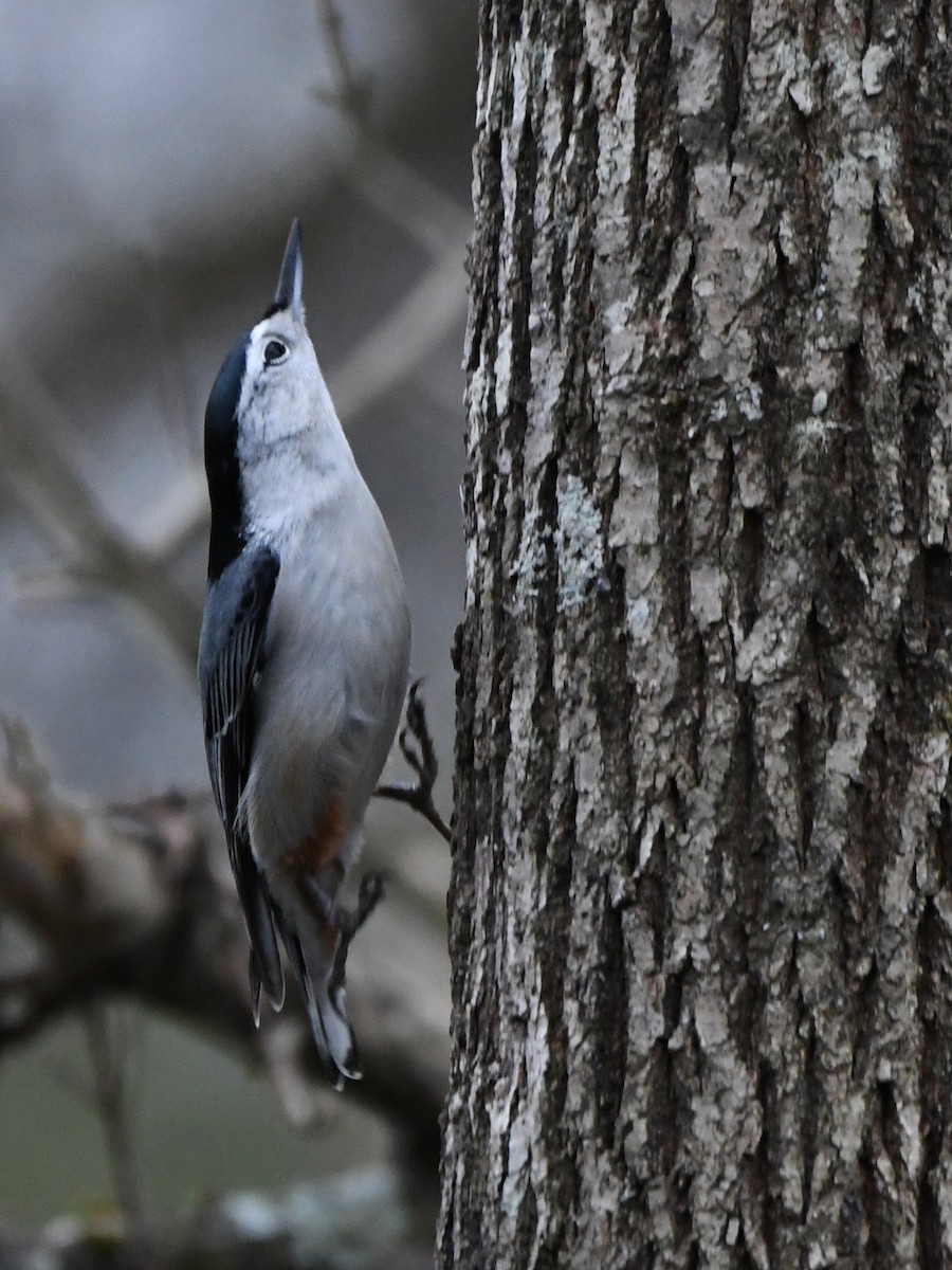 White-breasted Nuthatch - ML641277309