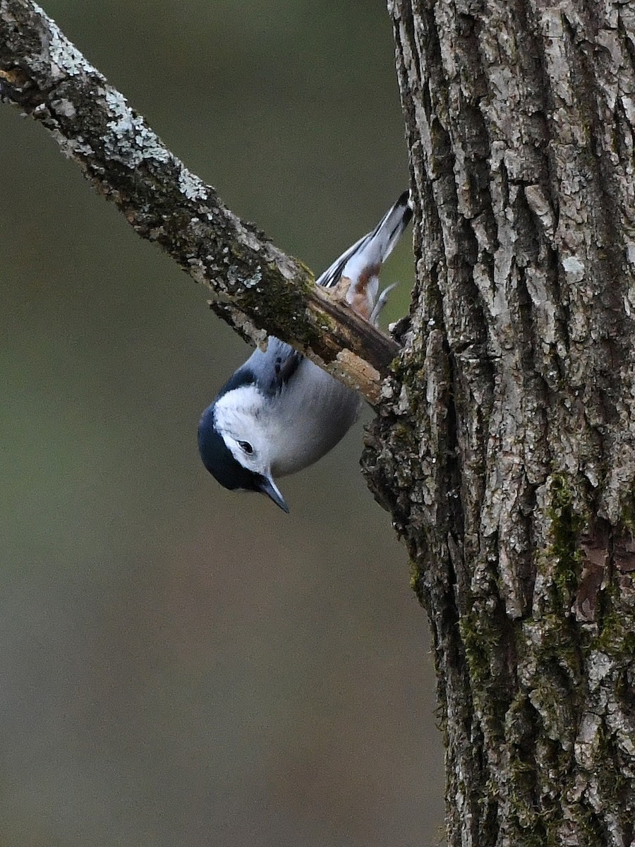 White-breasted Nuthatch - ML641277310