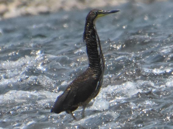 Fasciated Tiger-Heron - ML641277315