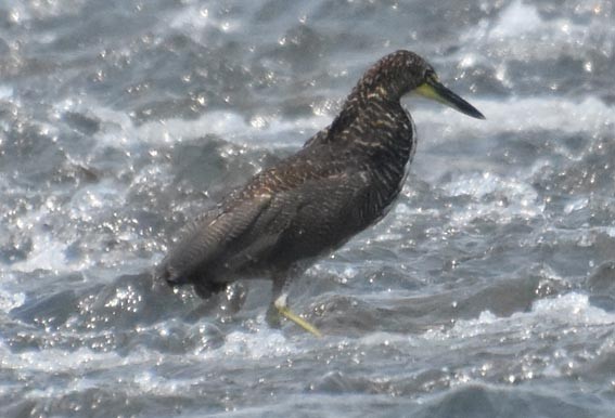 Fasciated Tiger-Heron - ML641277320