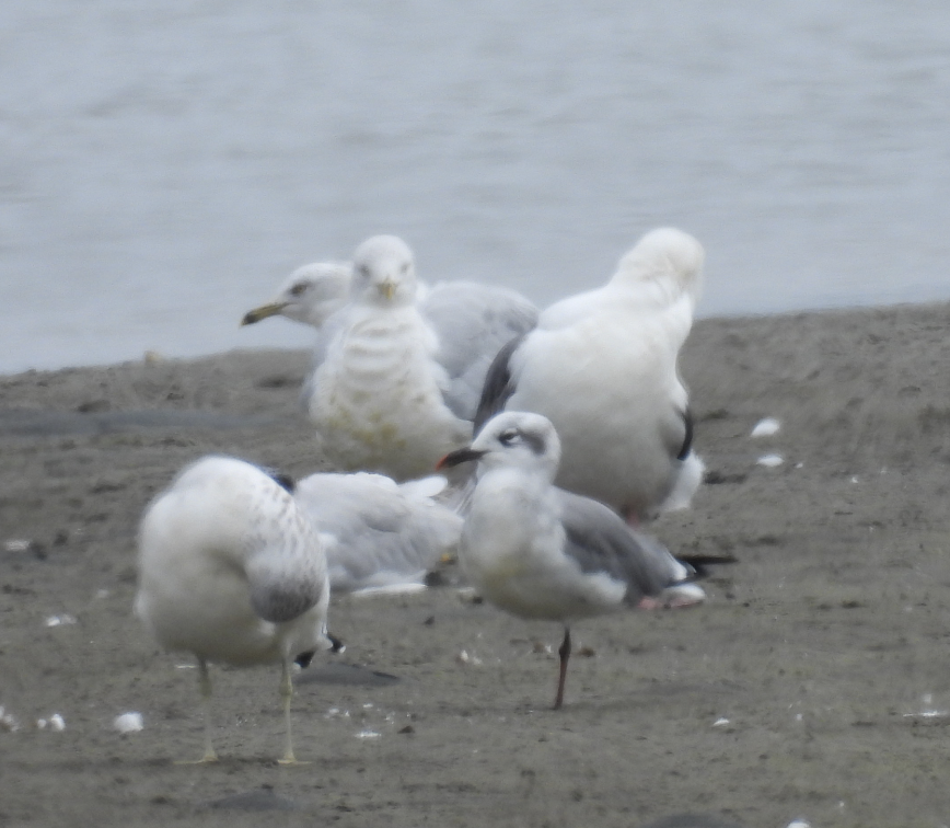 Laughing Gull - ML641277332