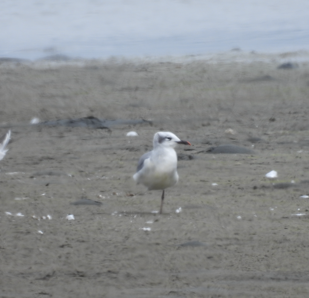 Laughing Gull - ML641277333