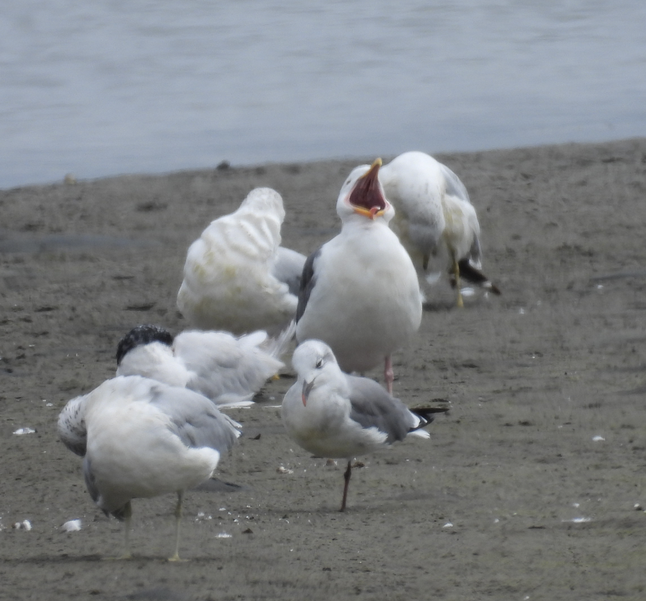 Laughing Gull - ML641277334