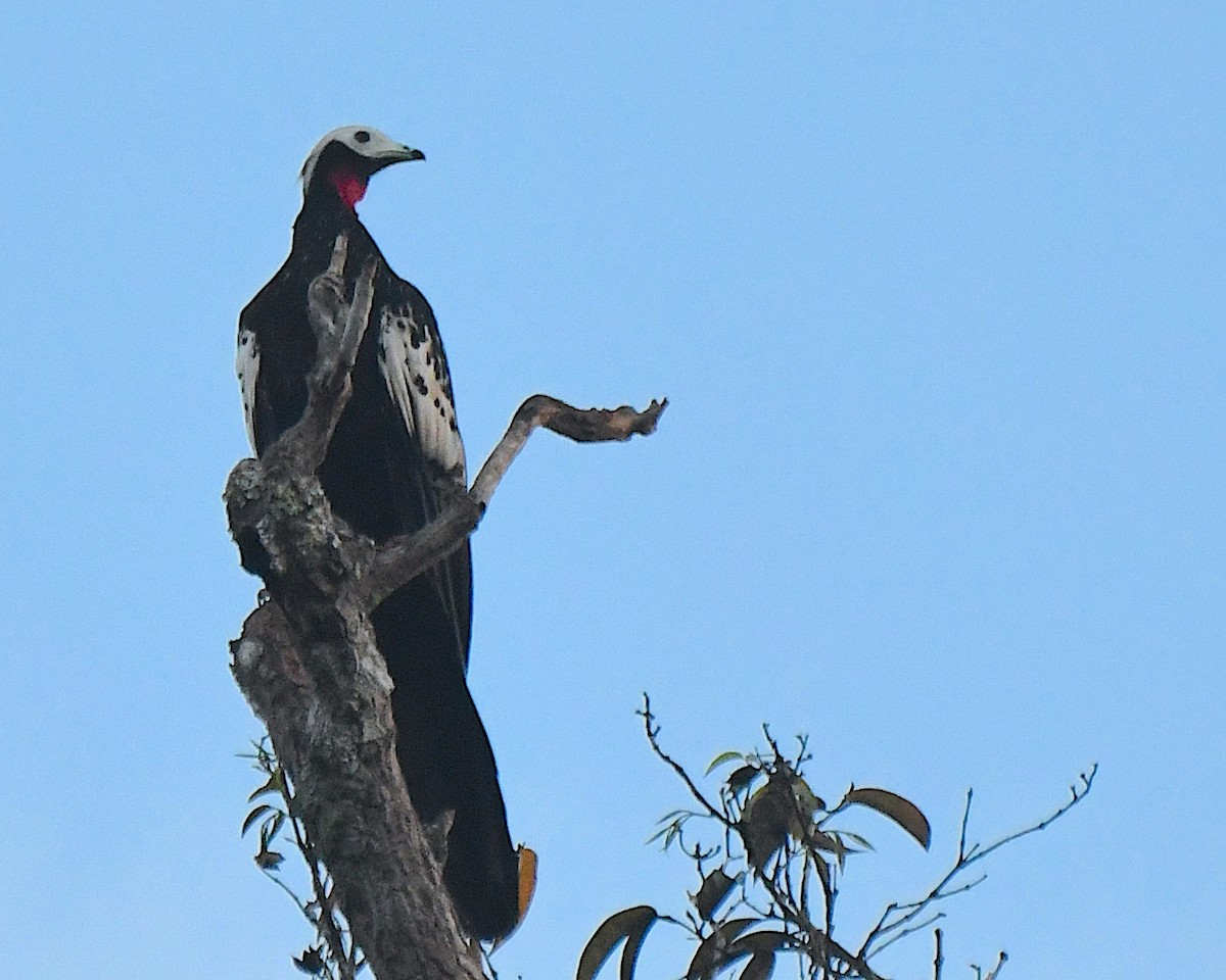 Red-throated Piping-Guan - ML641277347