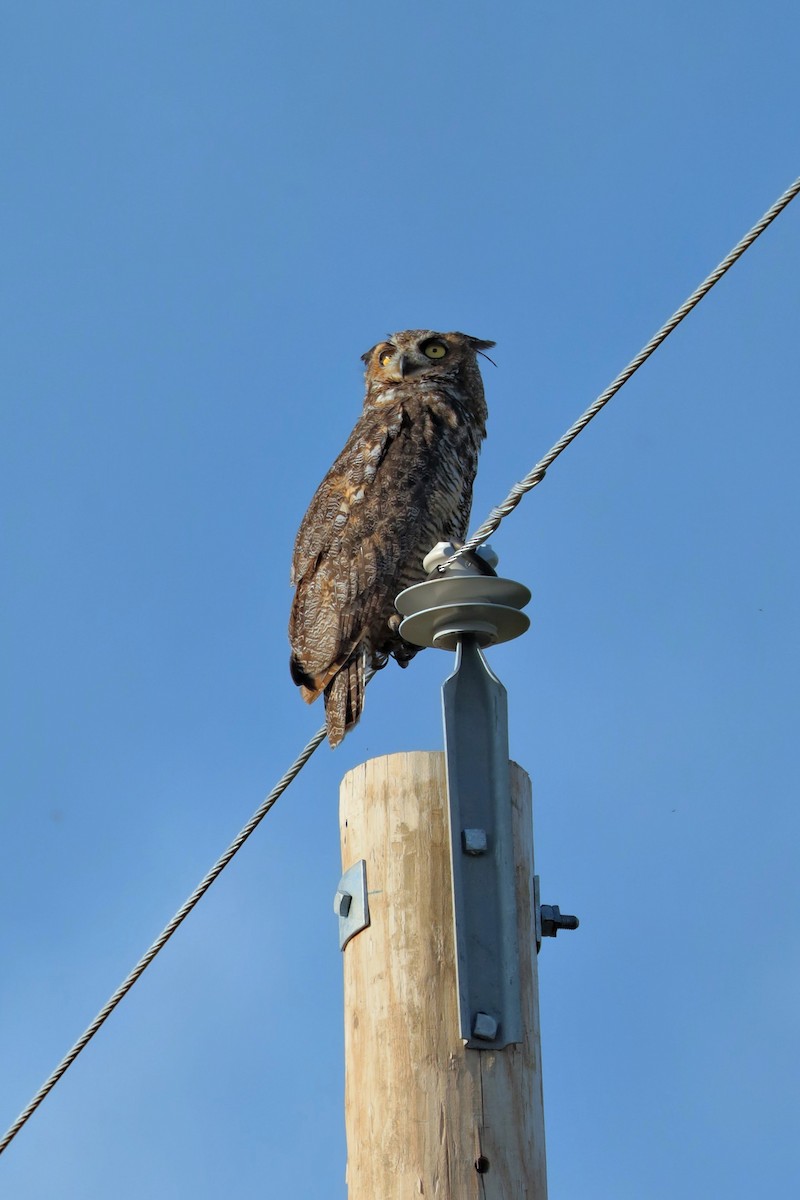 Great Horned Owl - ML641277380