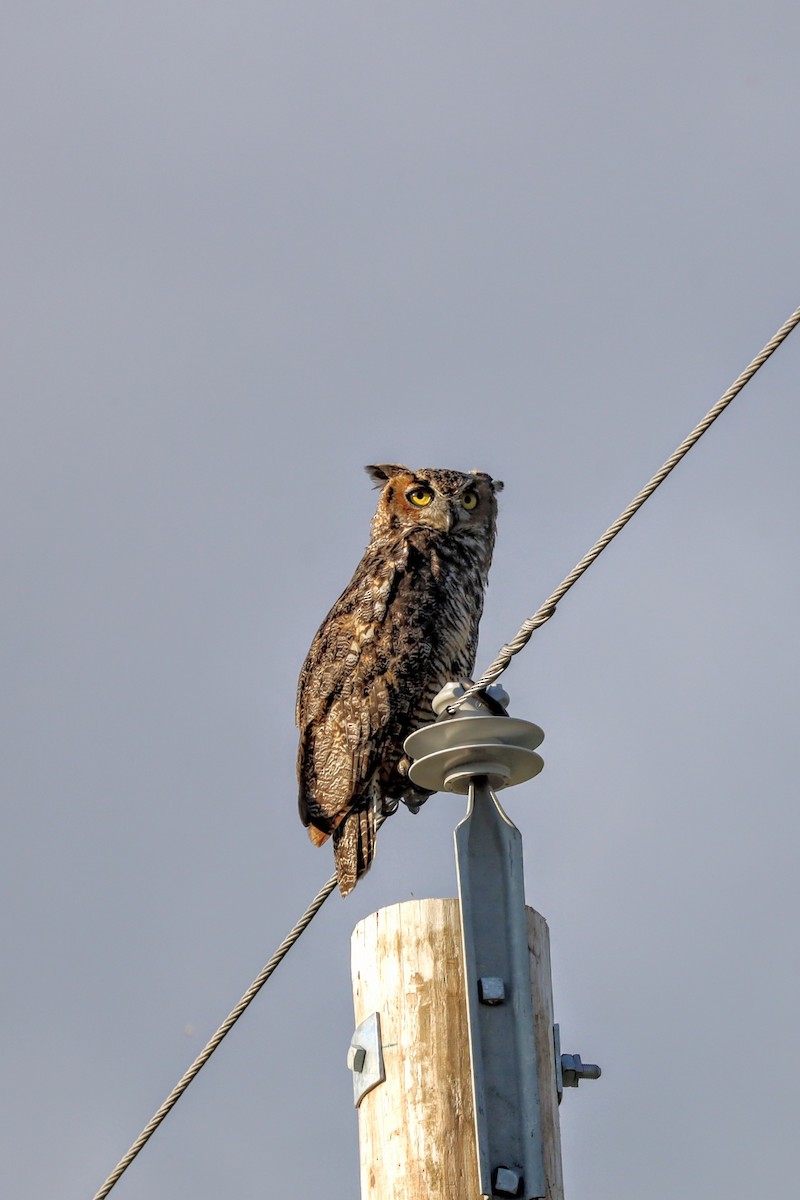 Great Horned Owl - ML641277381
